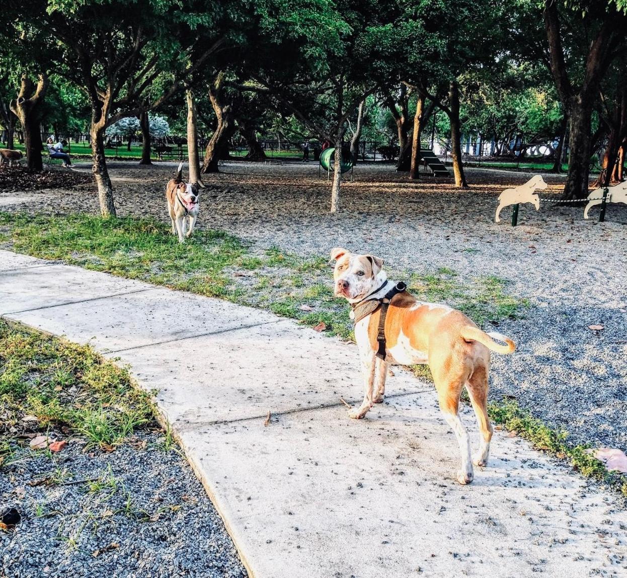 Miami Beach Apartment With Private Patio Free Parking Family Friendly No Pet Fee エクステリア 写真